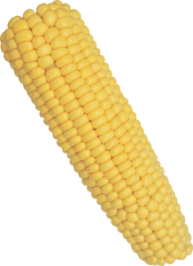 Corn PNG image-5269